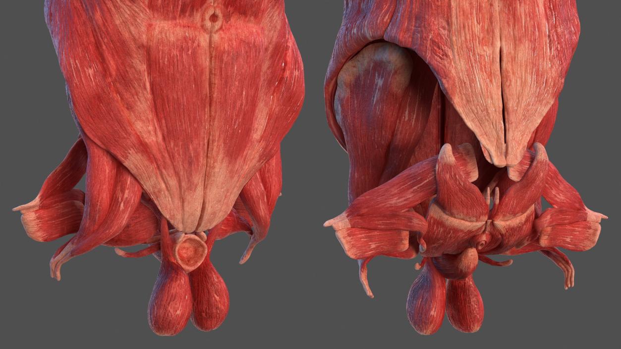 Human Torso Muscular System 3D