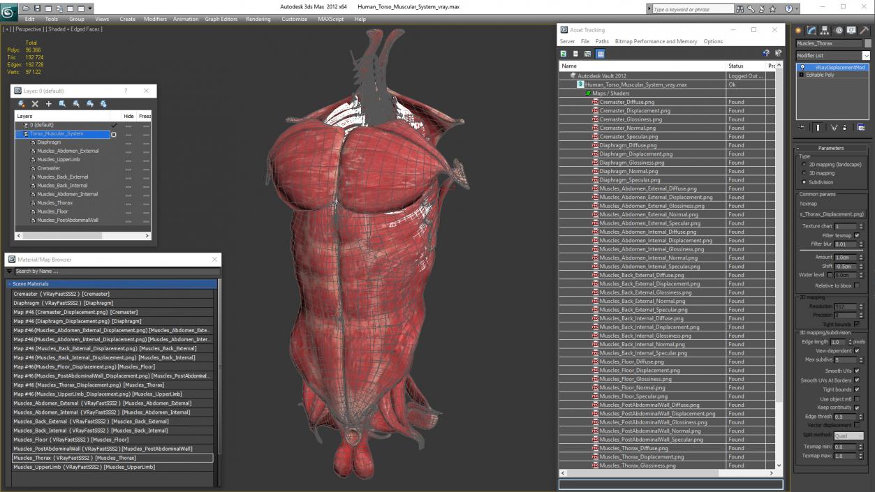 Human Torso Muscular System 3D