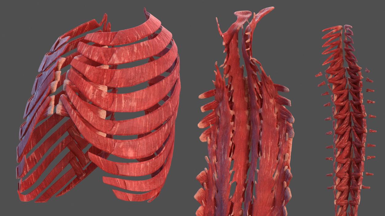 Human Torso Muscular System 3D