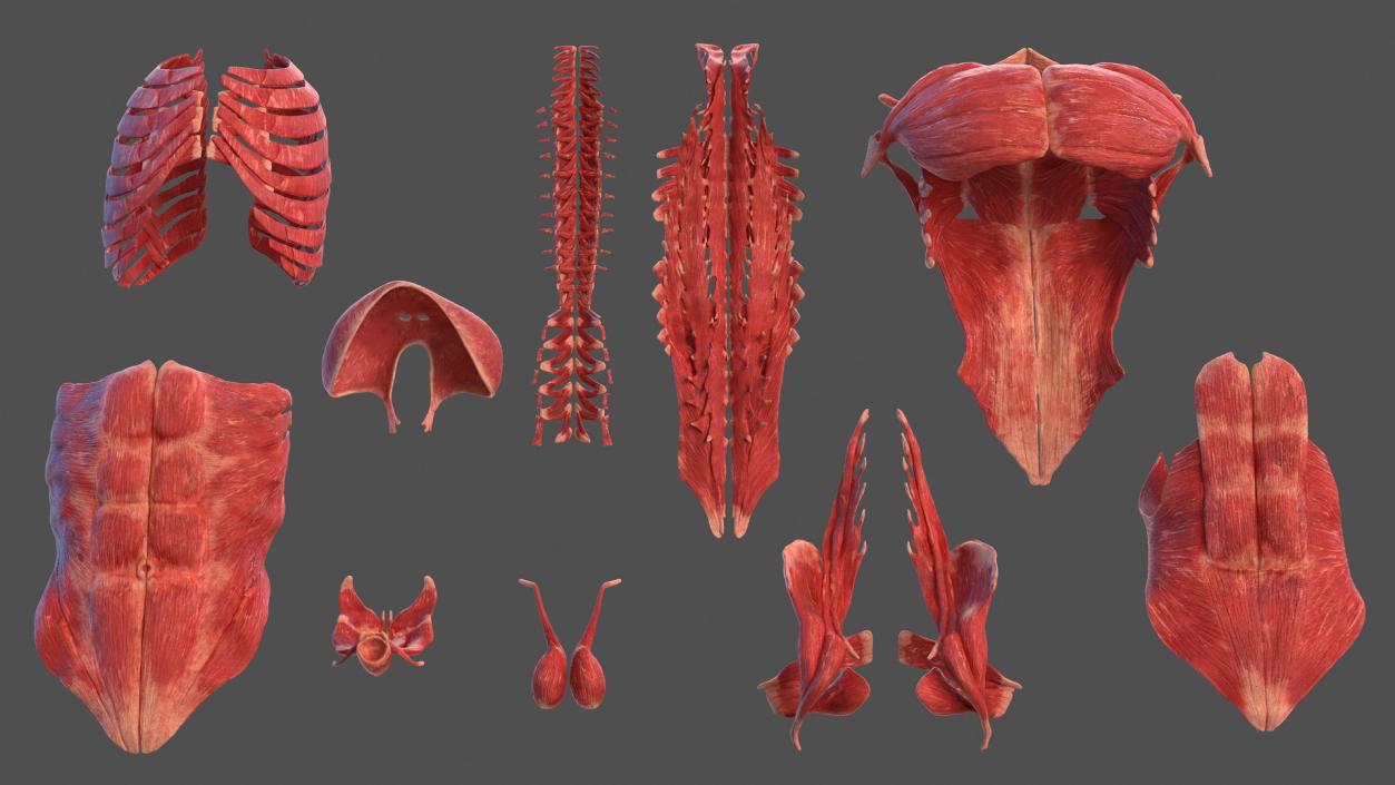 Human Torso Muscular System 3D