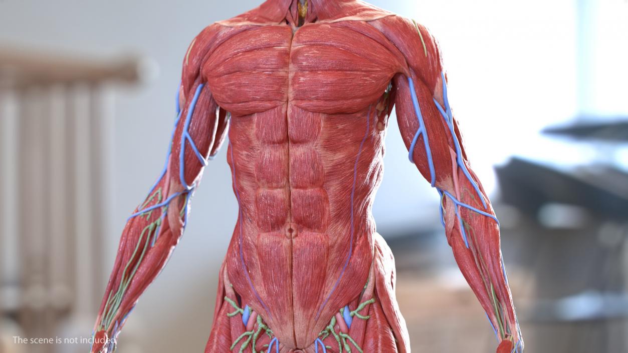 Human Torso Muscular System 3D