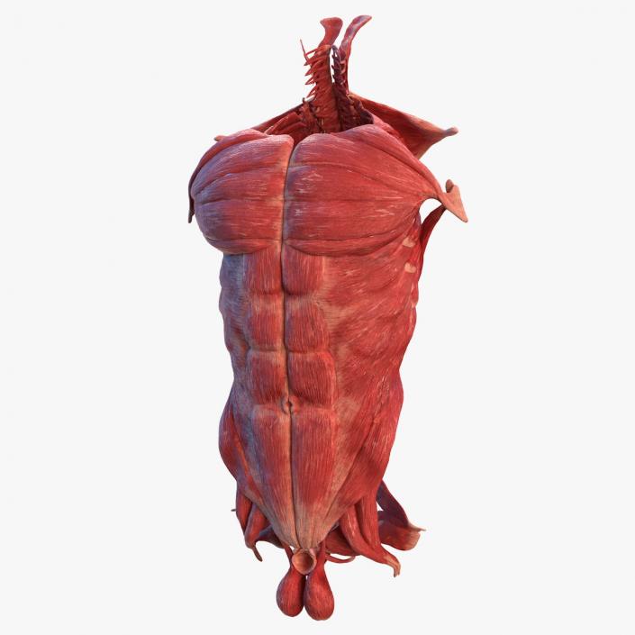 Human Torso Muscular System 3D