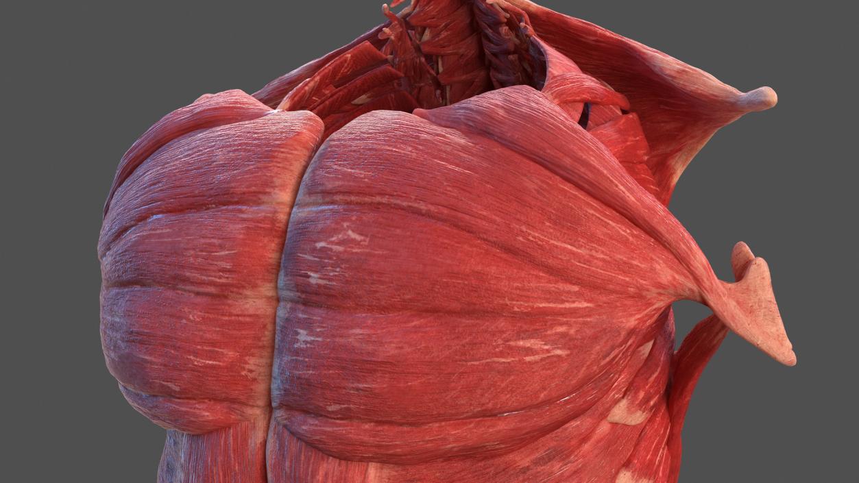 Human Torso Muscular System 3D