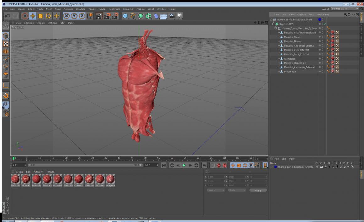 Human Torso Muscular System 3D