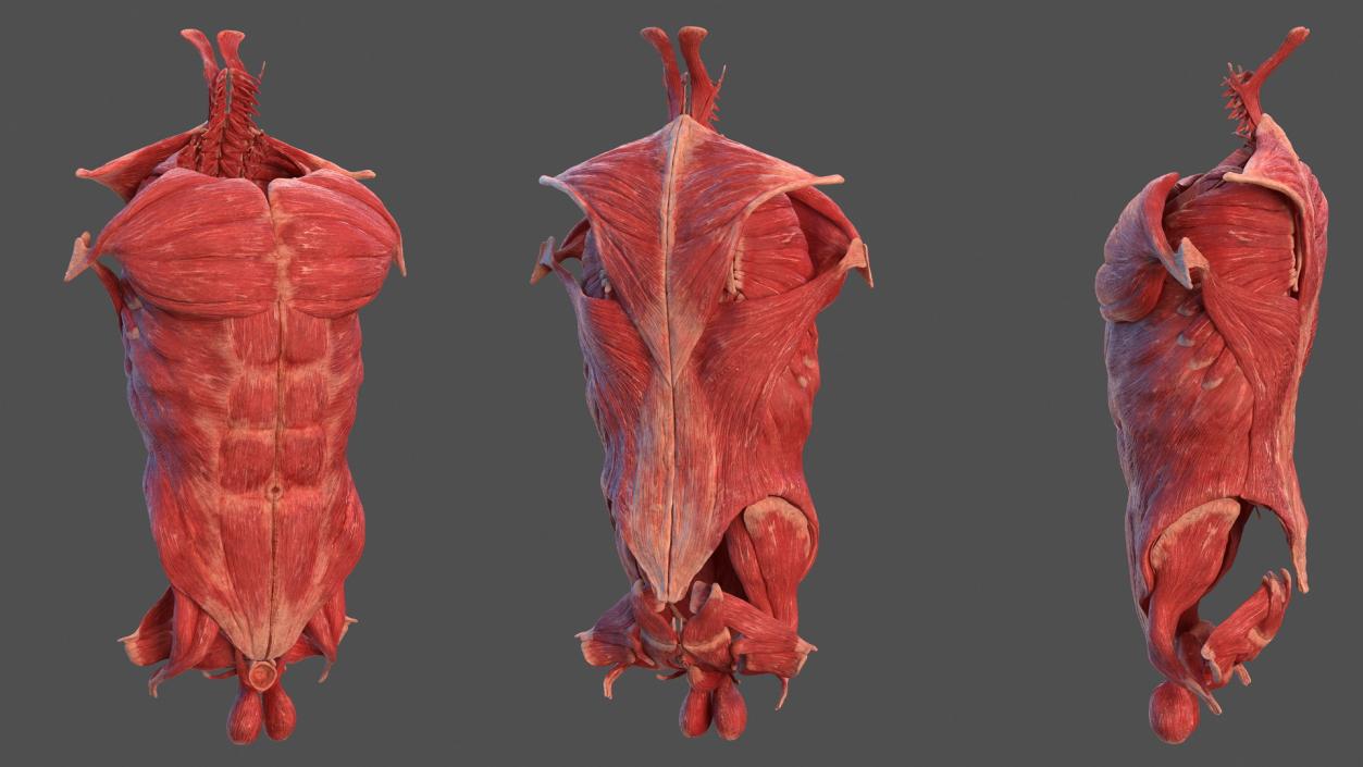 Human Torso Muscular System 3D