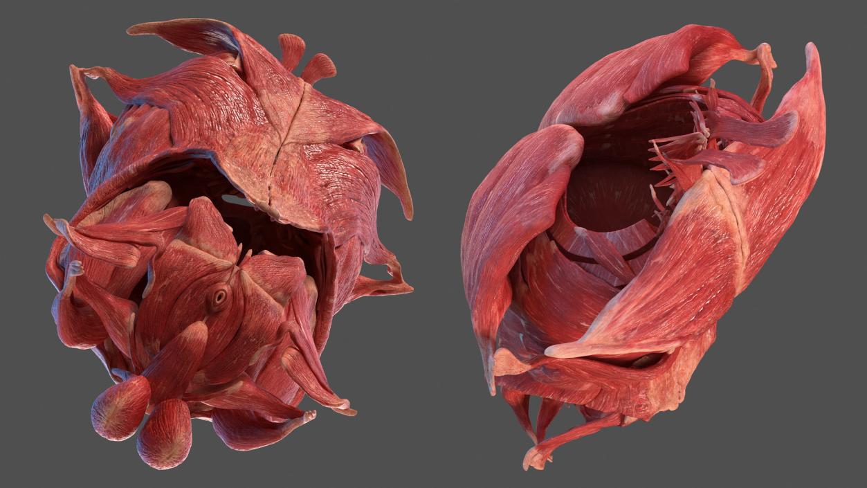 Human Torso Muscular System 3D