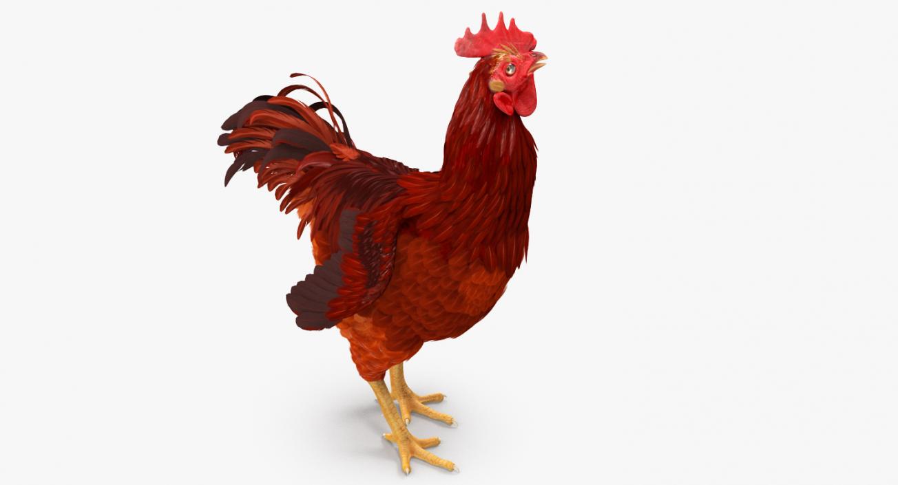 3D Brown Hen Standing model