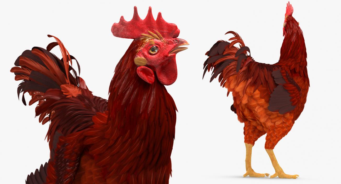 3D Brown Hen Standing model