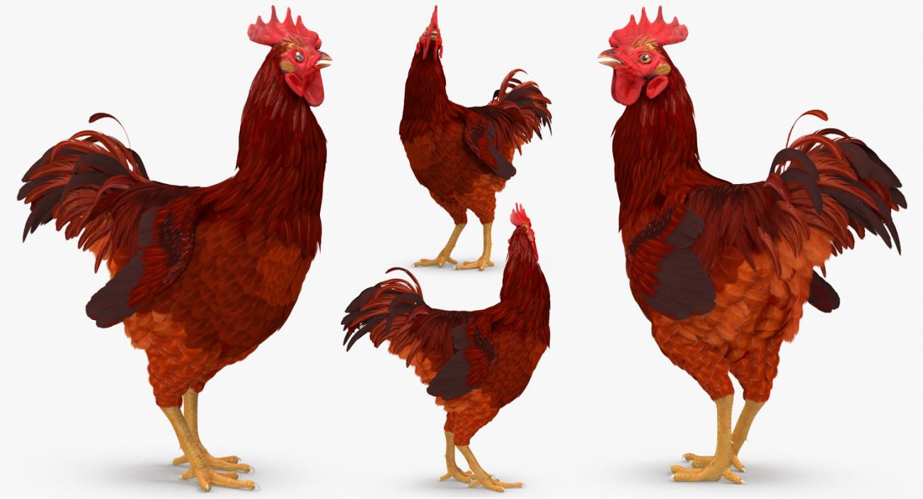 3D Brown Hen Standing model