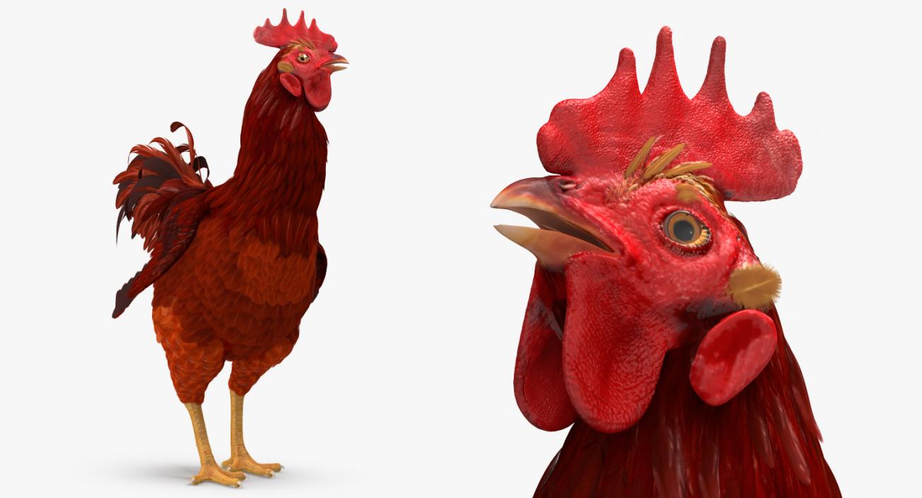 3D Brown Hen Standing model