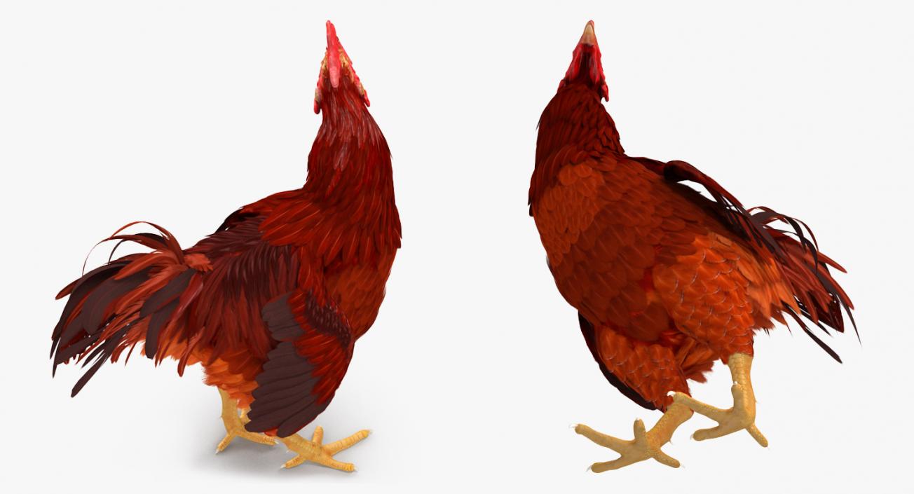 3D Brown Hen Standing model