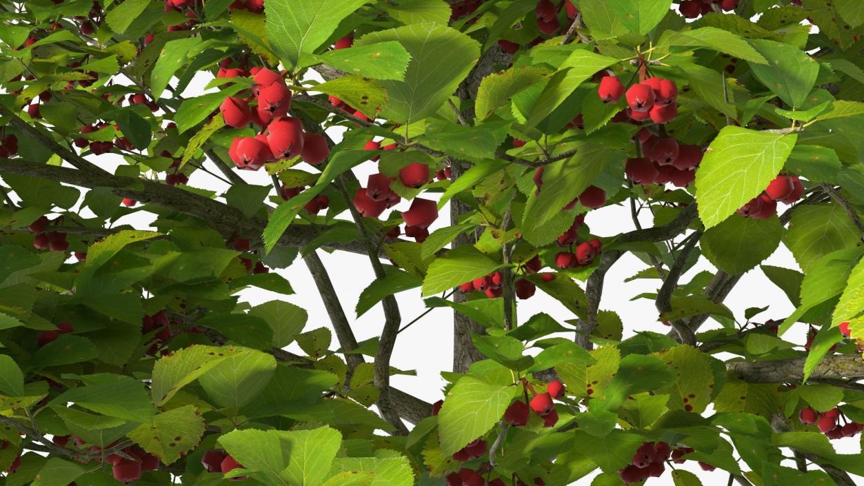 3D Cockspur Hawthorn Small with Berries