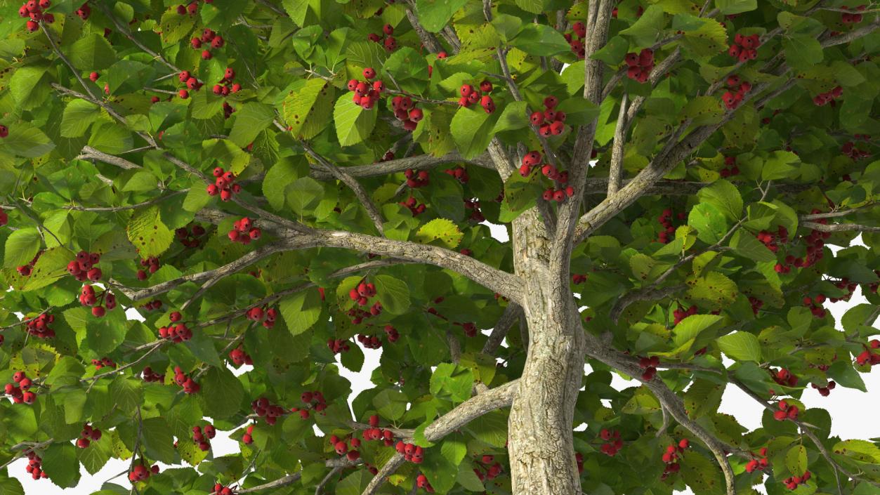 3D Cockspur Hawthorn Small with Berries