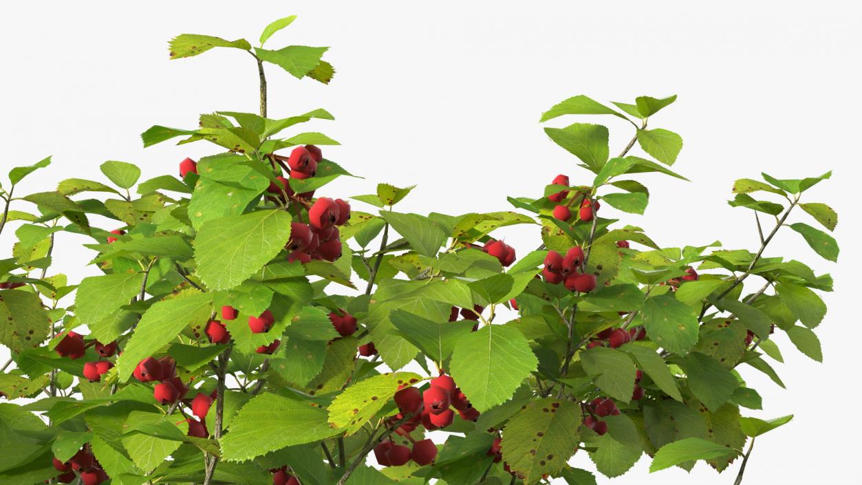 3D Cockspur Hawthorn Small with Berries