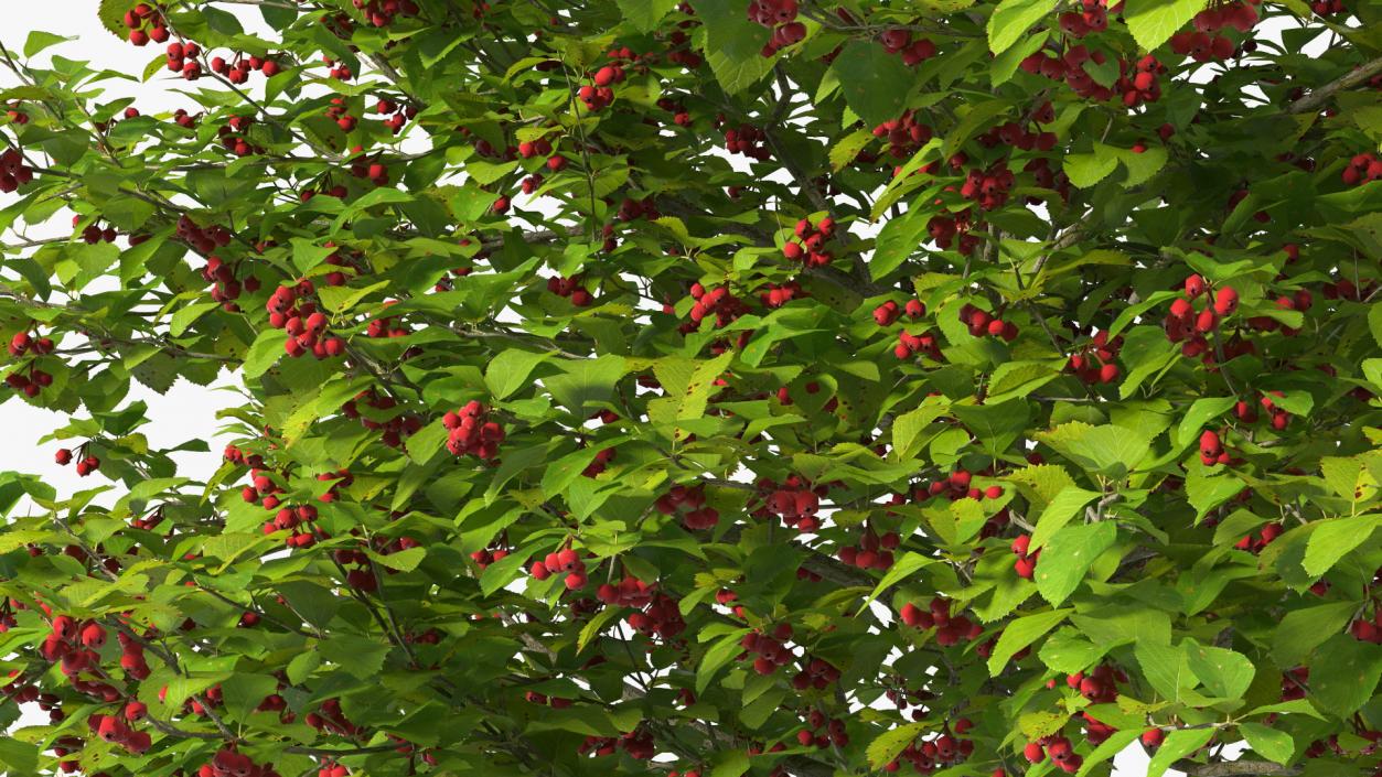 3D Cockspur Hawthorn Small with Berries