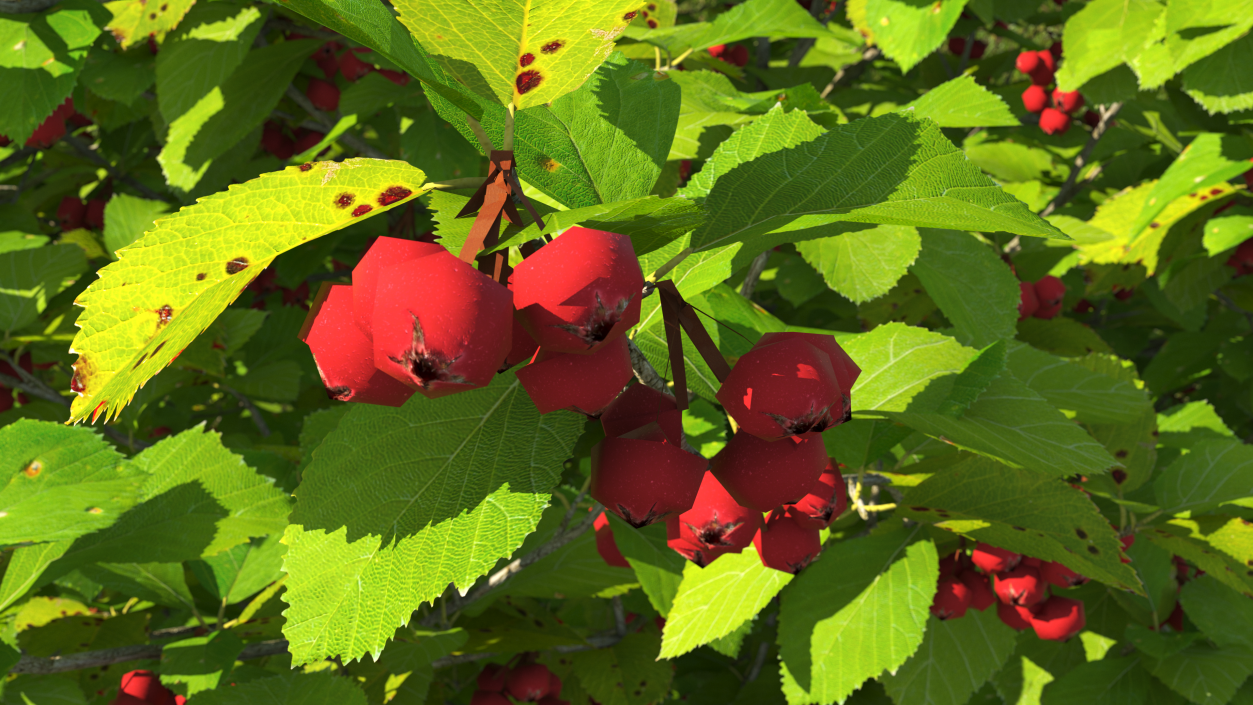 3D Cockspur Hawthorn Small with Berries