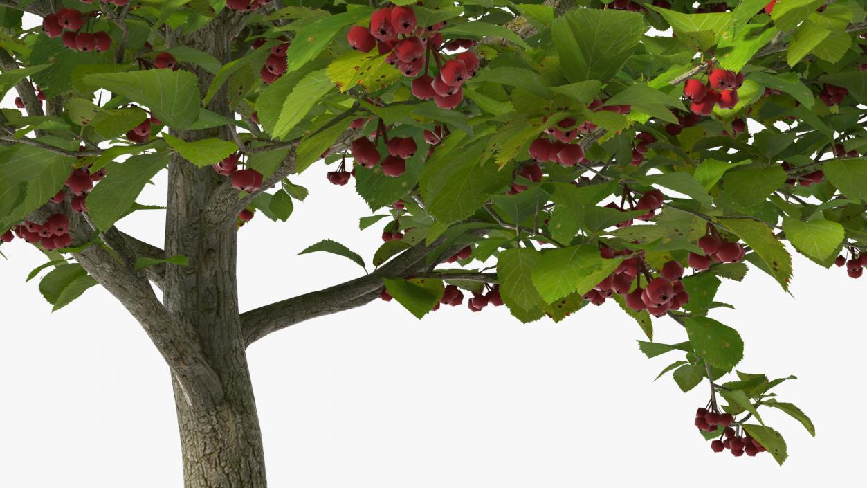 3D Cockspur Hawthorn Small with Berries