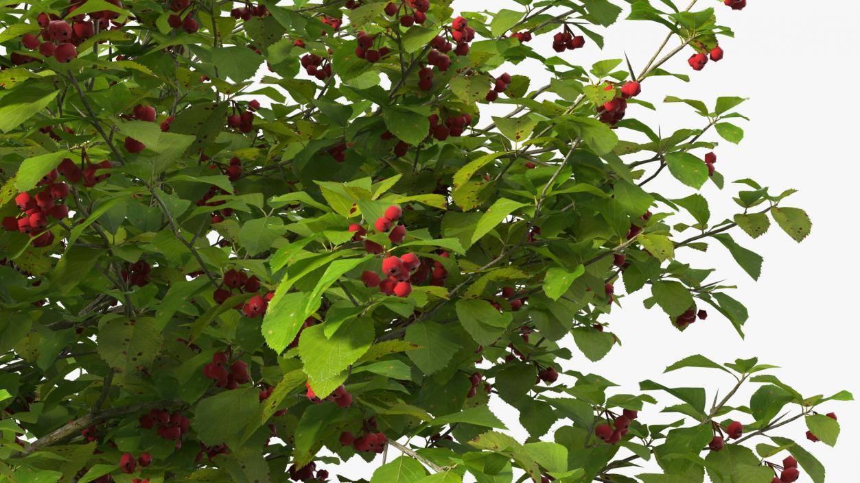 3D Cockspur Hawthorn Small with Berries