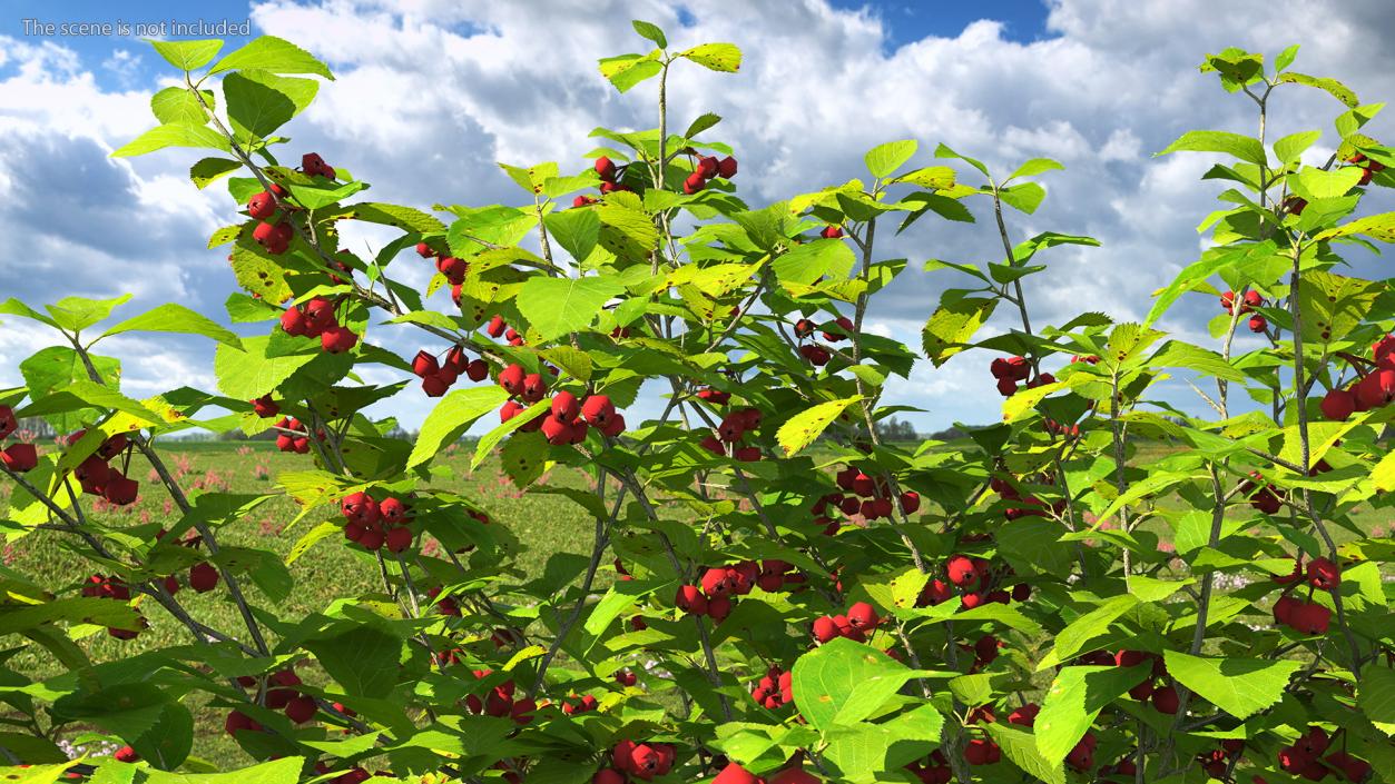 3D Cockspur Hawthorn Small with Berries