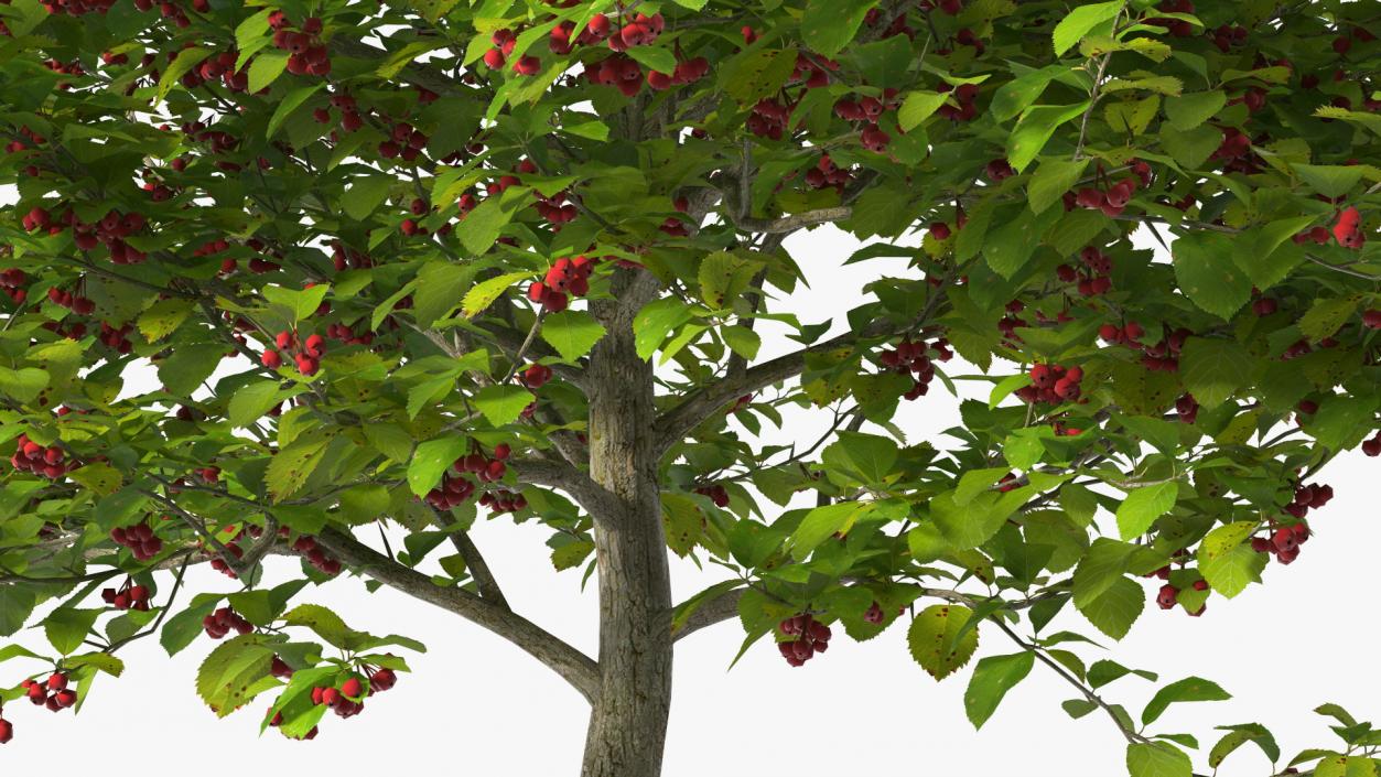 3D Cockspur Hawthorn Small with Berries