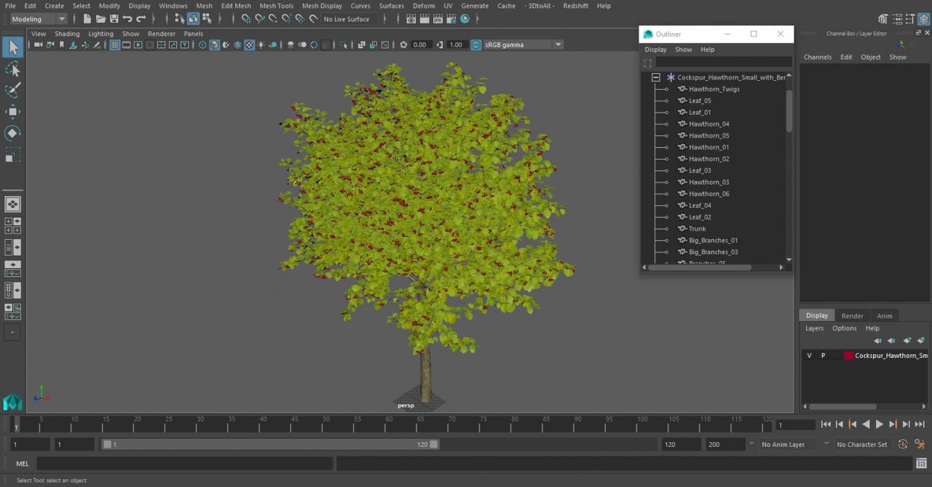 3D Cockspur Hawthorn Small with Berries