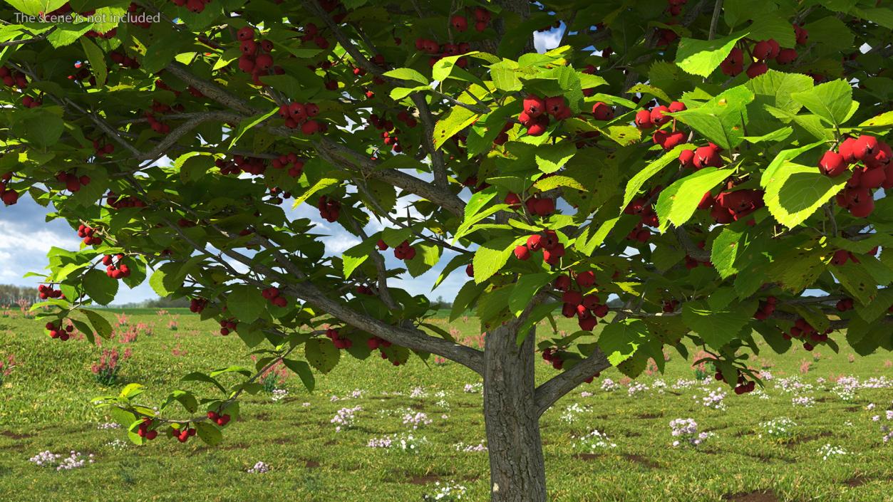 3D Cockspur Hawthorn Small with Berries