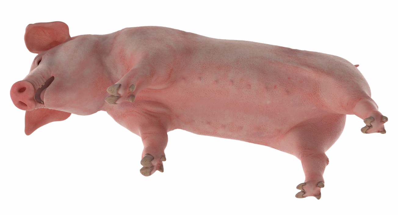 3D Pig Piglet Landrace Standing Pose model