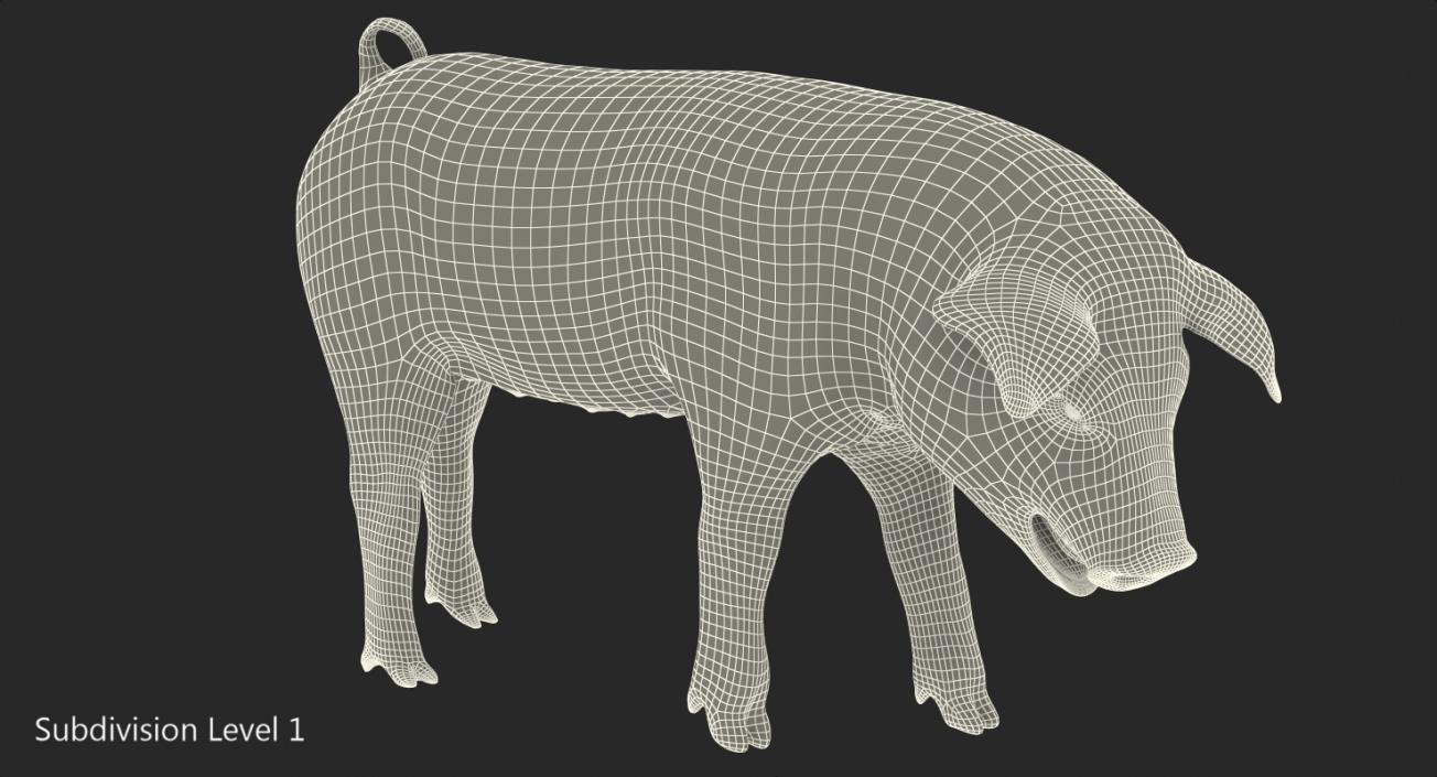 3D Pig Piglet Landrace Standing Pose model