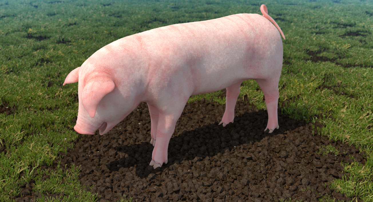 3D Pig Piglet Landrace Standing Pose model