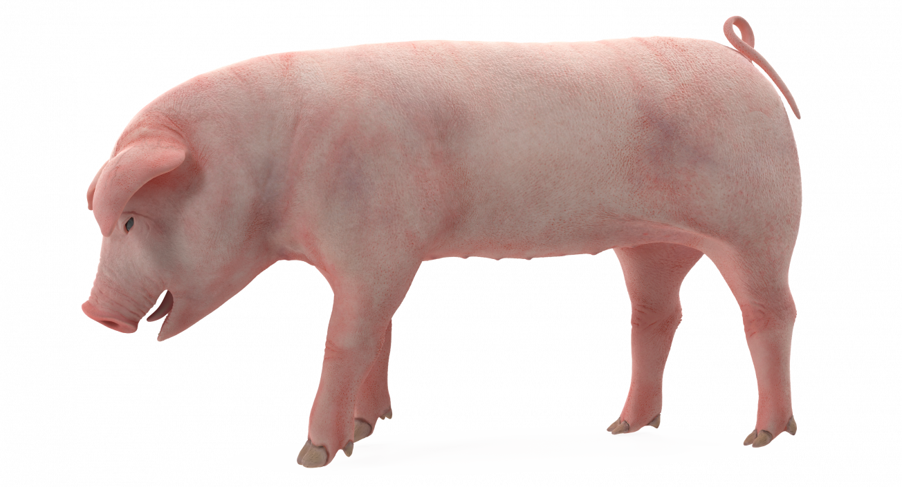 3D Pig Piglet Landrace Standing Pose model