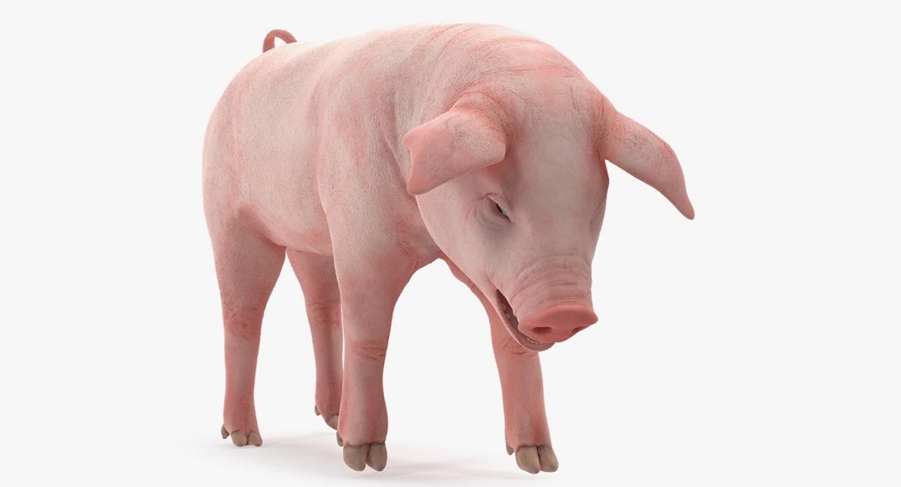 3D Pig Piglet Landrace Standing Pose model