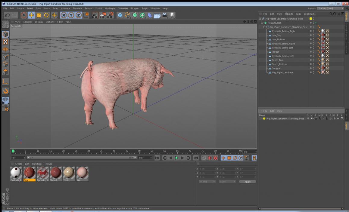 3D Pig Piglet Landrace Standing Pose model