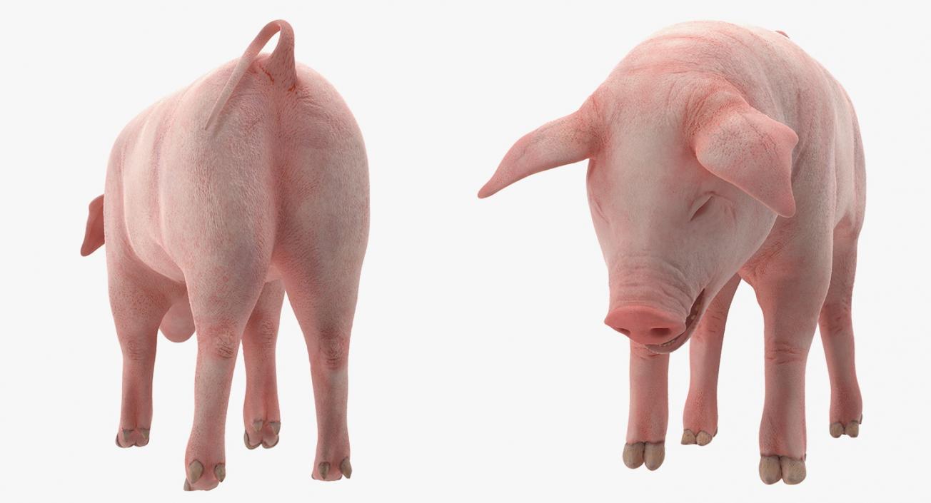 3D Pig Piglet Landrace Standing Pose model