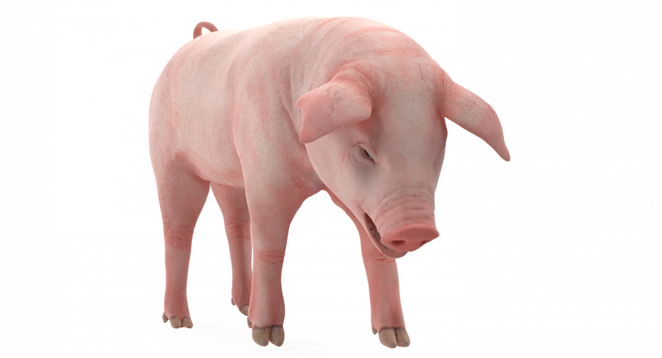 3D Pig Piglet Landrace Standing Pose model