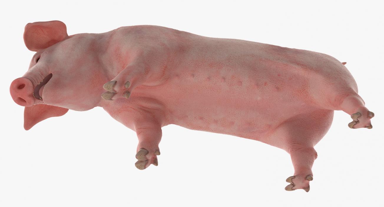 3D Pig Piglet Landrace Standing Pose model