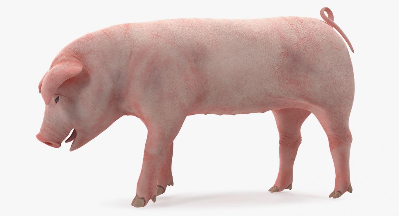 3D Pig Piglet Landrace Standing Pose model