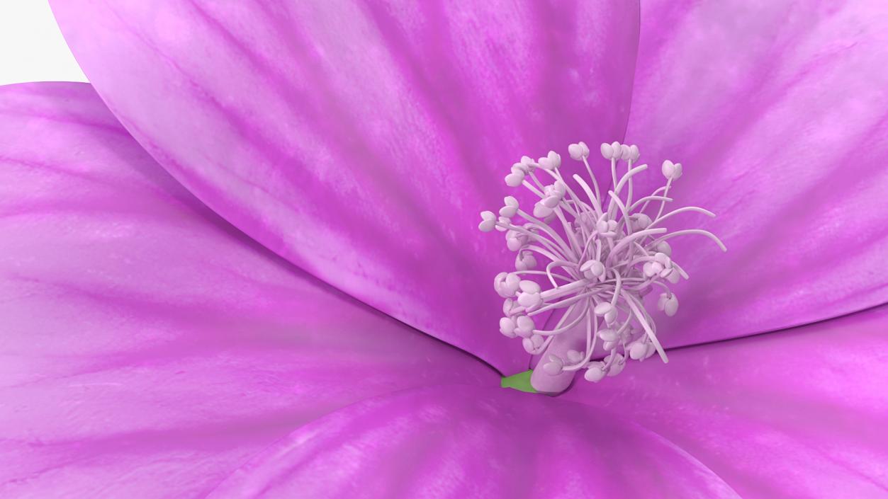 3D Mallow Flower model