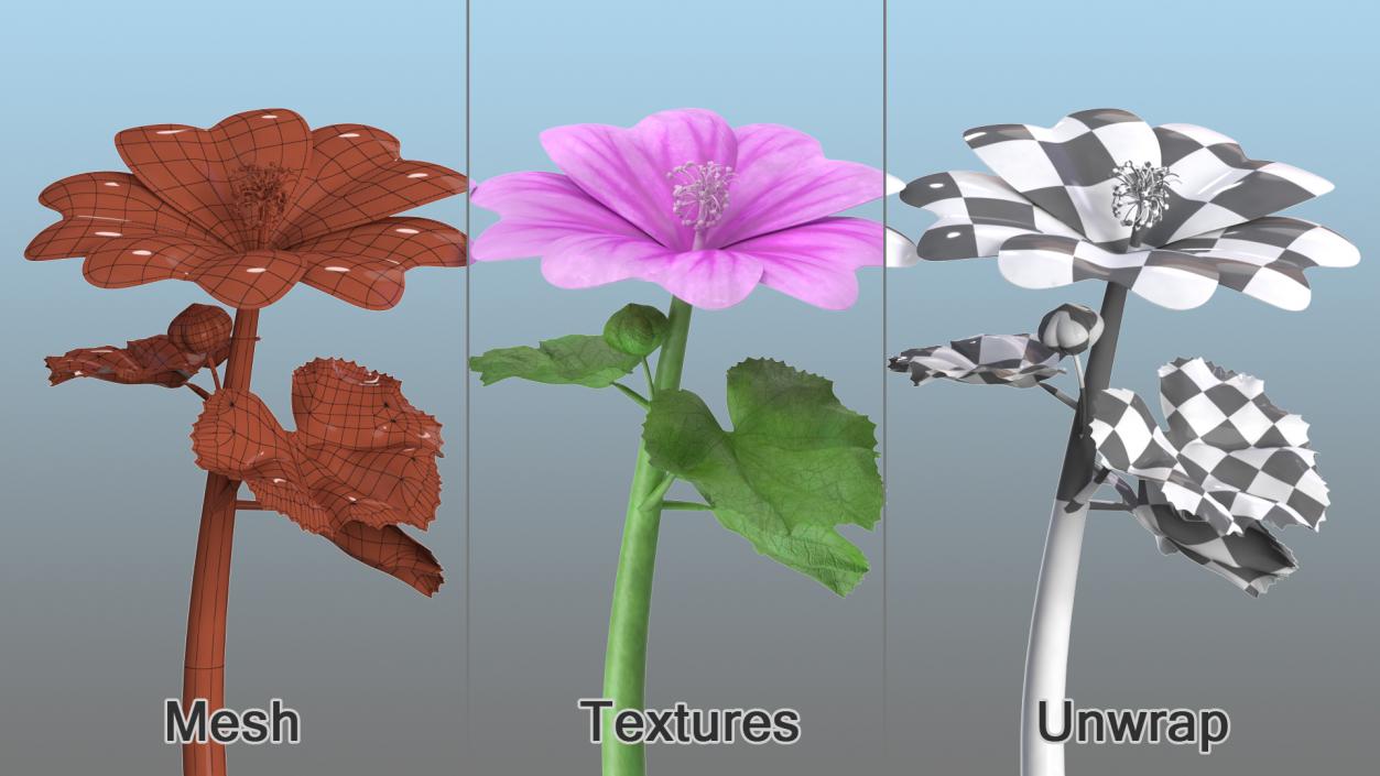 3D Mallow Flower model