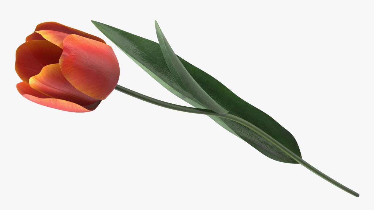 Red and Yellow Tulip Flower 3D