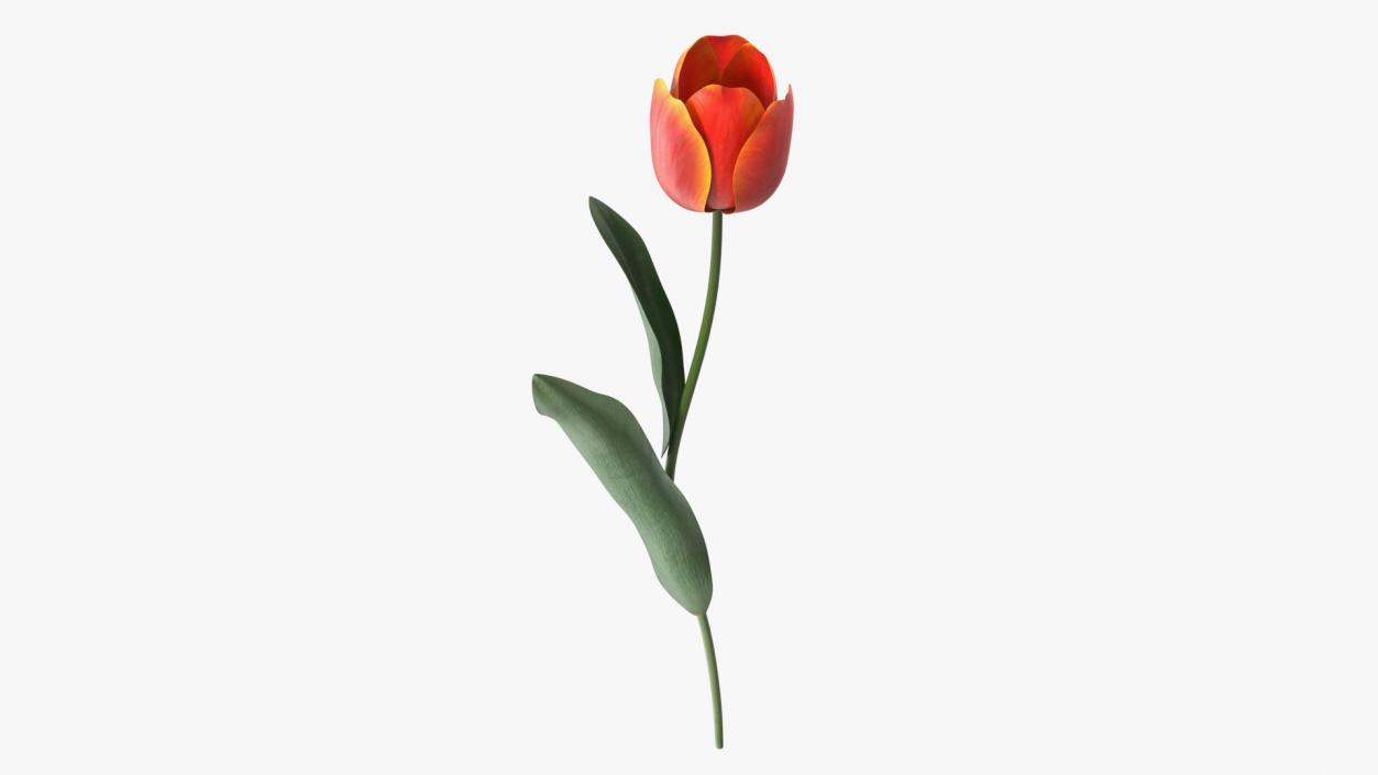 Red and Yellow Tulip Flower 3D