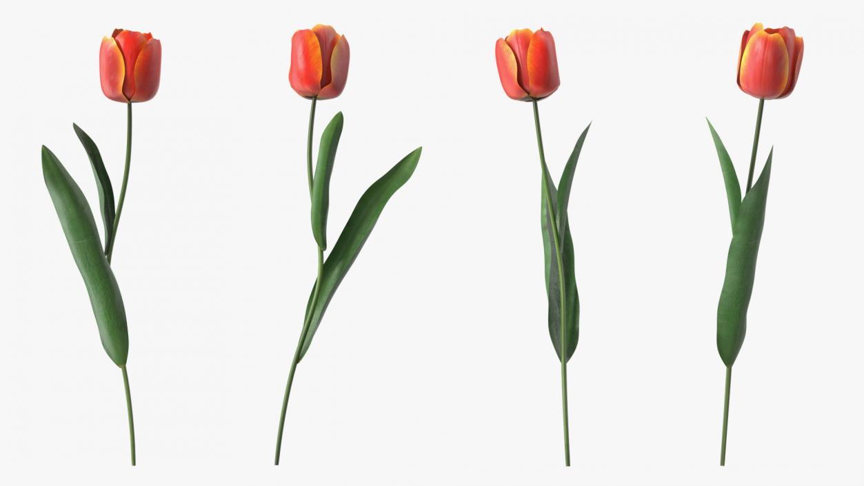 Red and Yellow Tulip Flower 3D