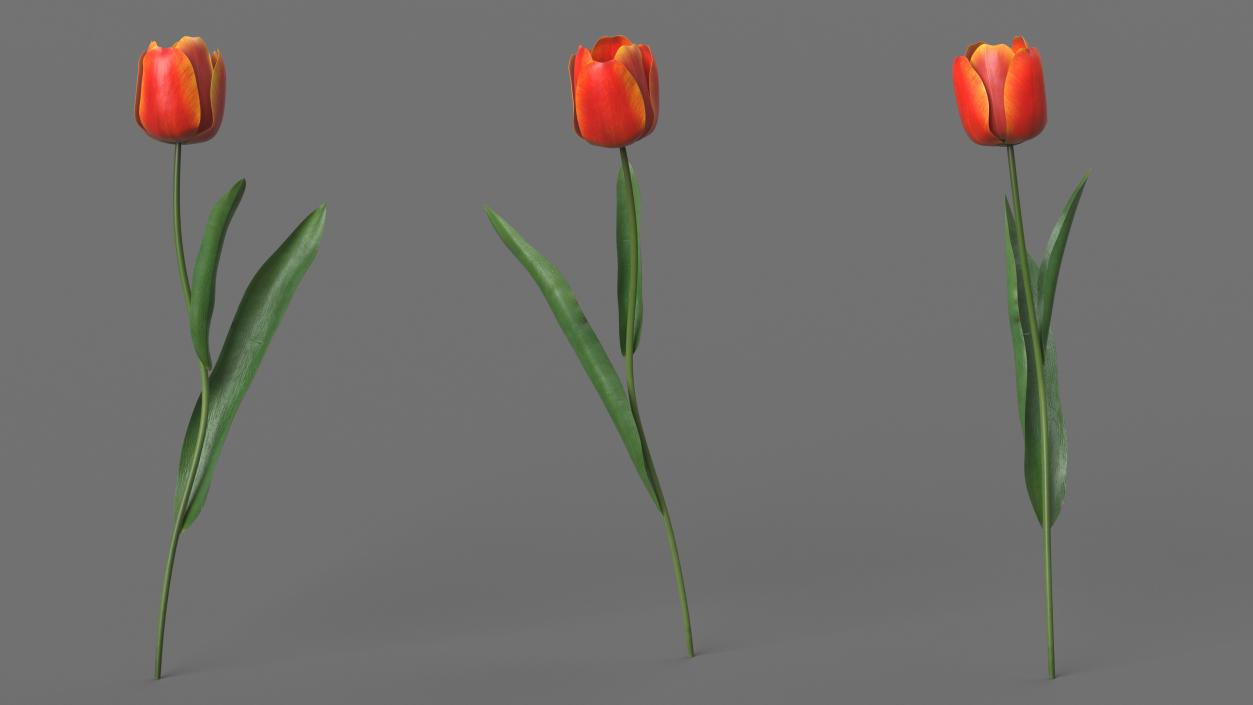 Red and Yellow Tulip Flower 3D