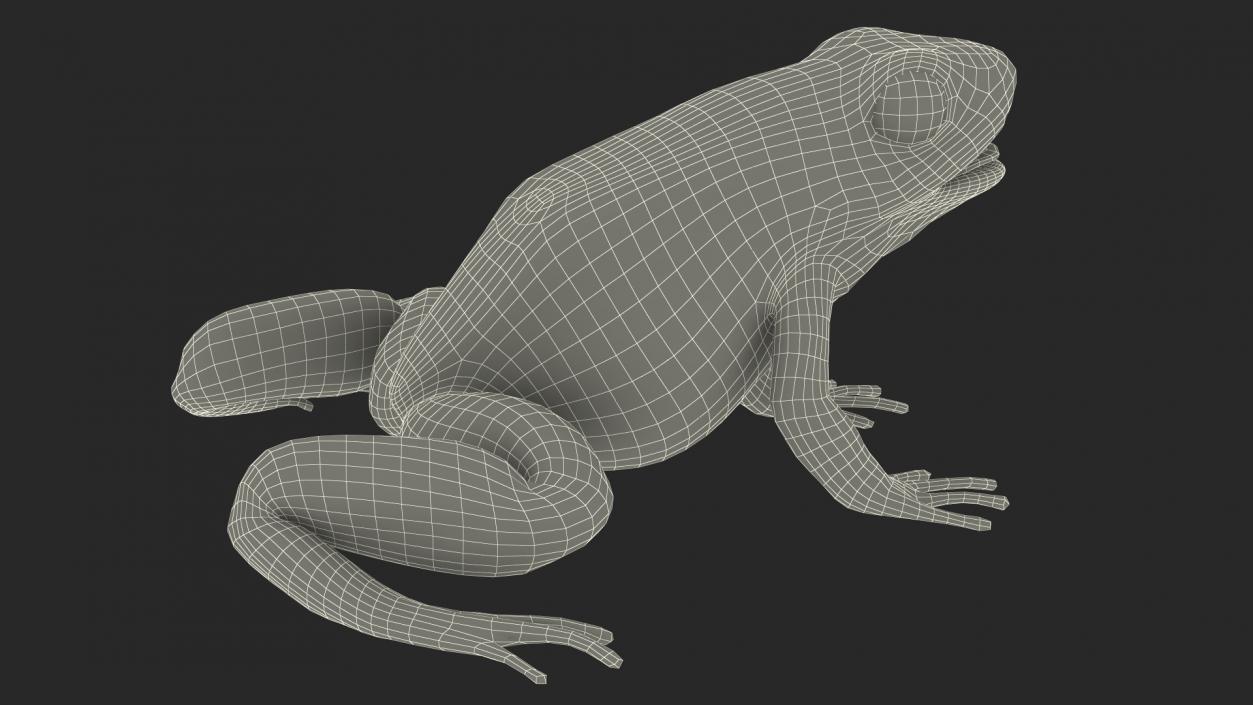 3D Green Morph Dart Frog Rigged model