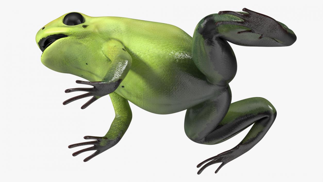 3D Green Morph Dart Frog Rigged model