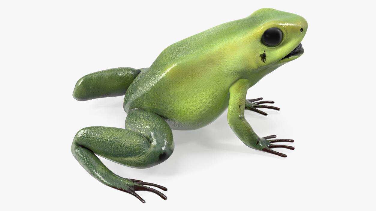 3D Green Morph Dart Frog Rigged model