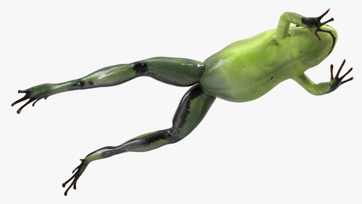 3D Green Morph Dart Frog Rigged model