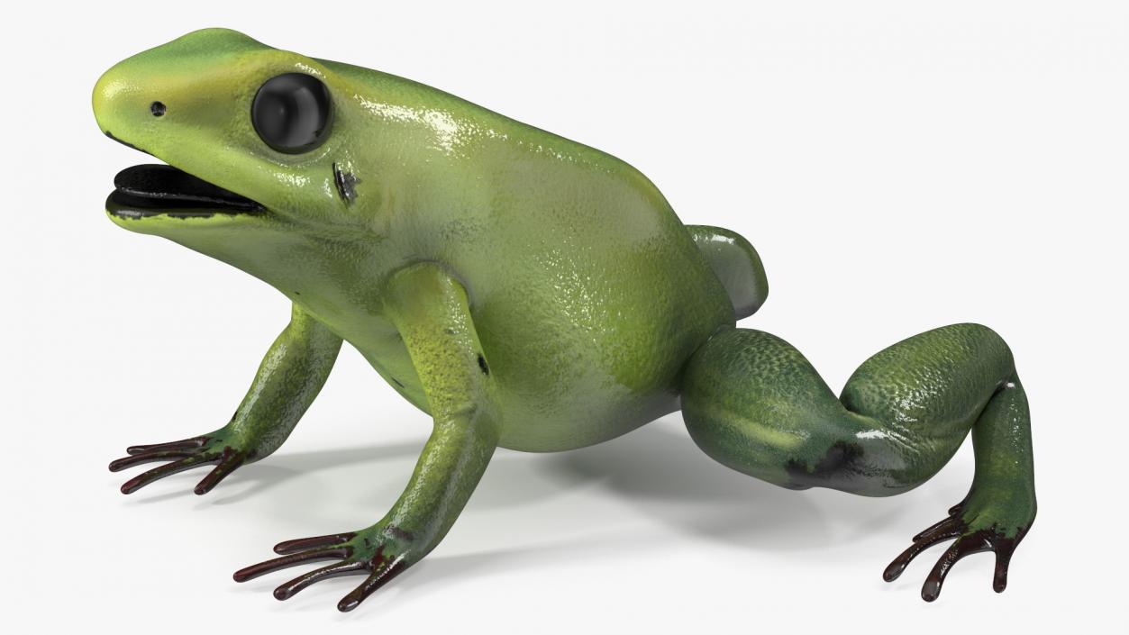 3D Green Morph Dart Frog Rigged model