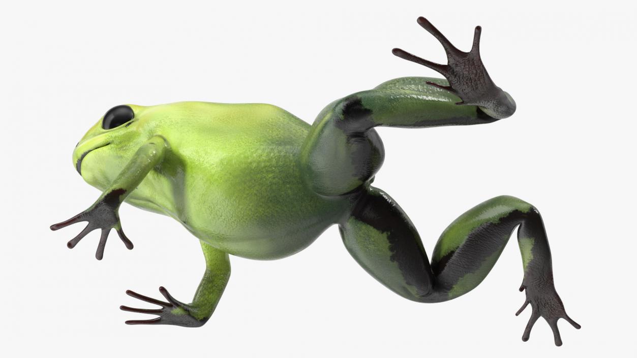 3D Green Morph Dart Frog Rigged model