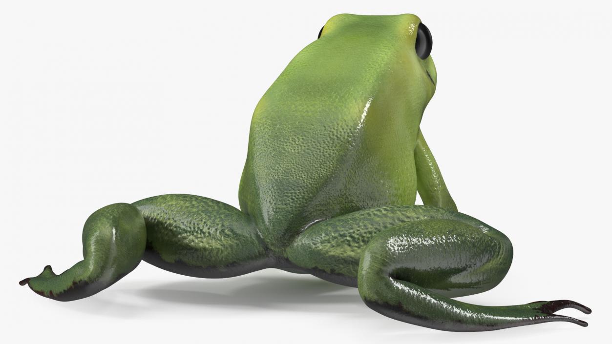 3D Green Morph Dart Frog Rigged model