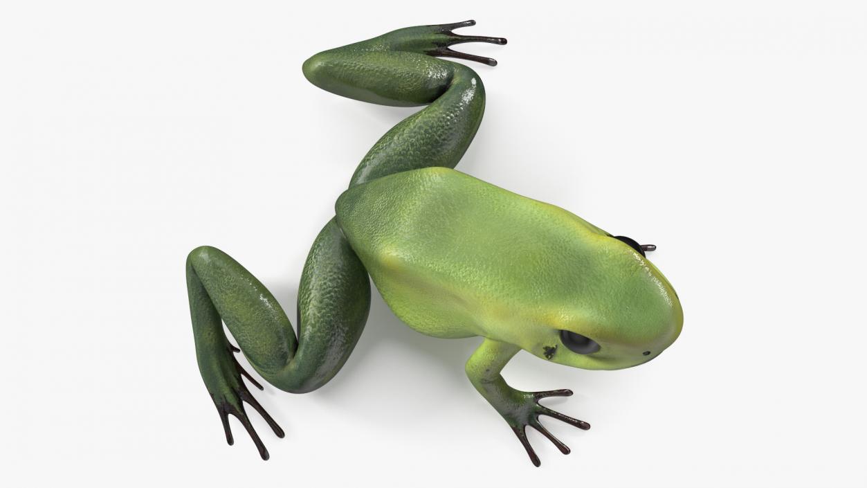 3D Green Morph Dart Frog Rigged model